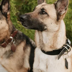 Leather Dog Collar - Black